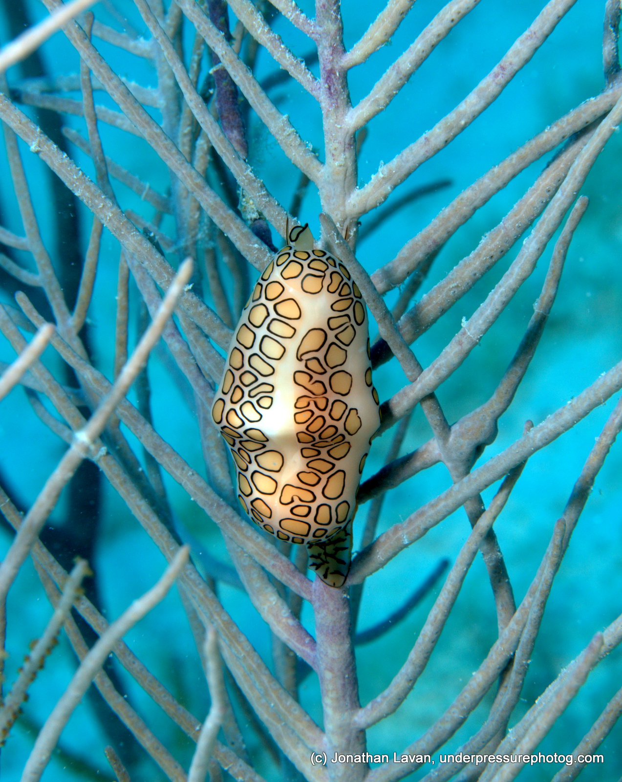 Caribbean Creature Feature: Flamingo Tongues