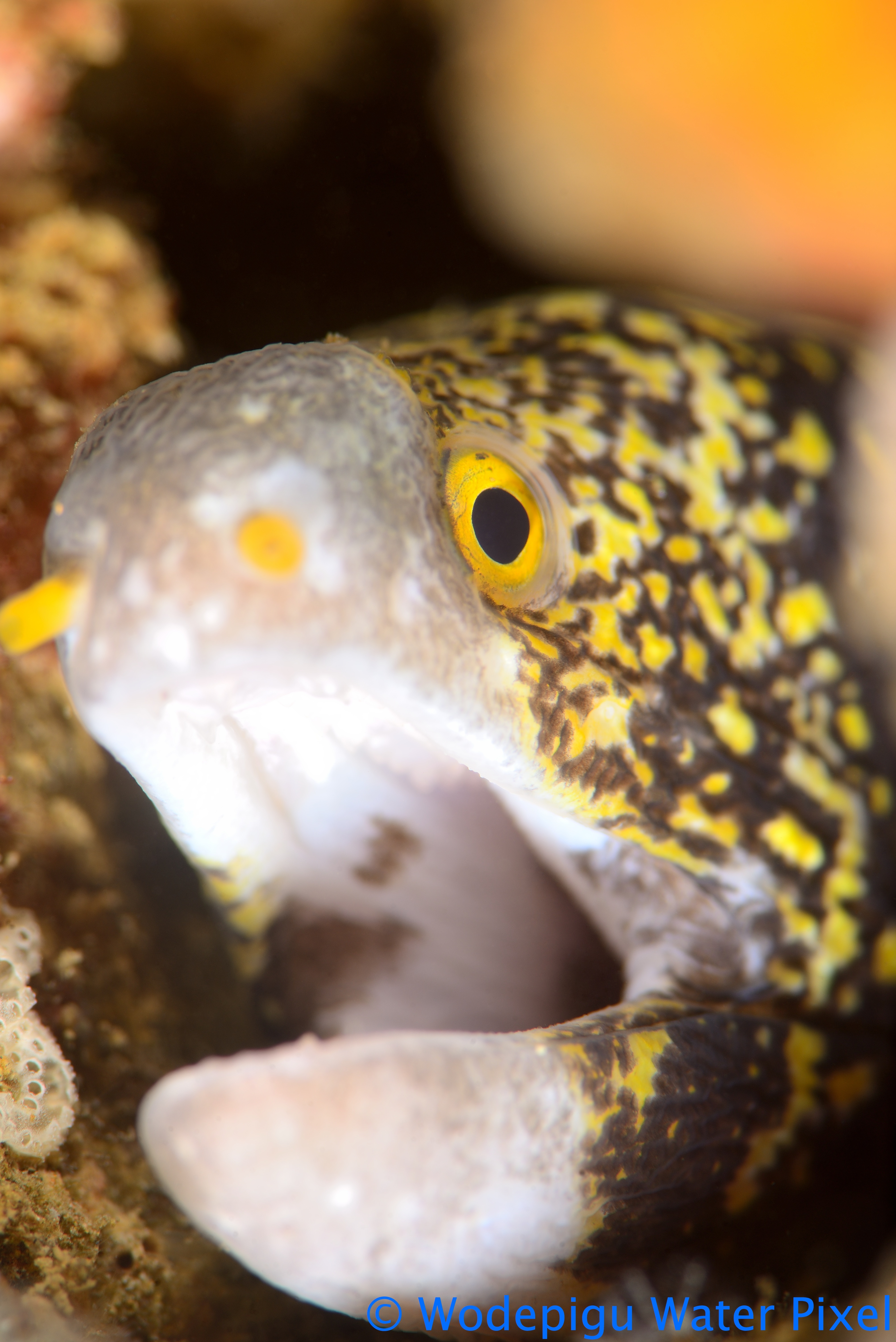 Moray Eels: Tips to Capture that Perfect Shot!