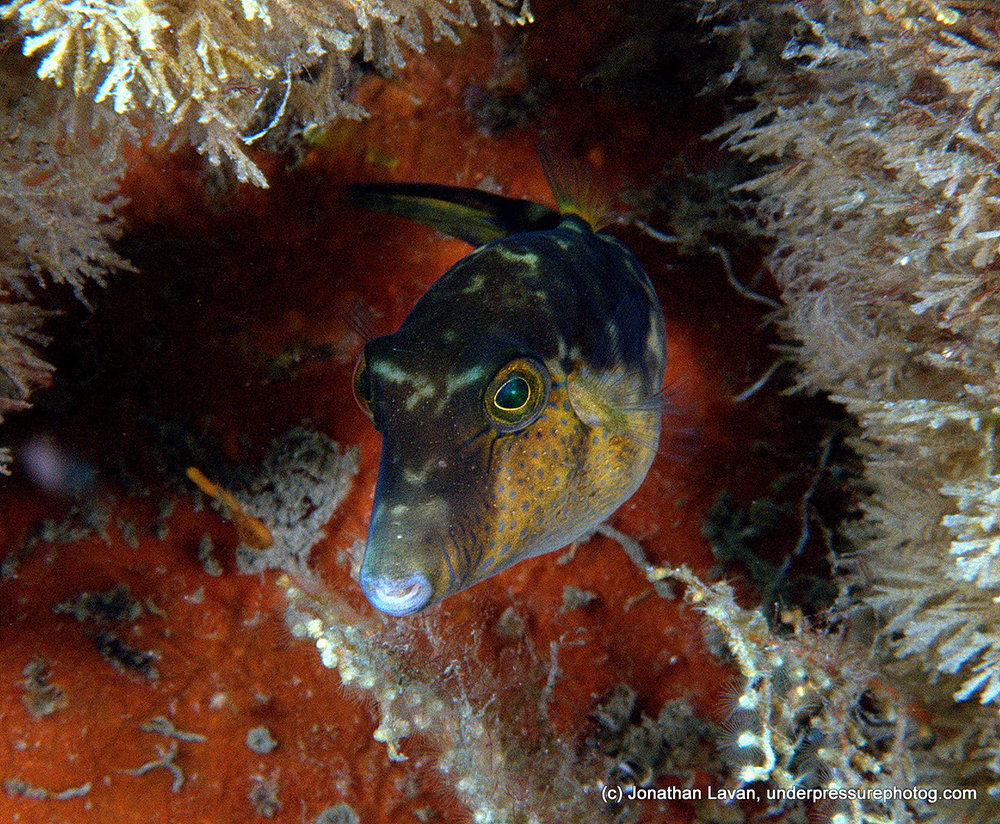 Caribbean Creature Feature: Sharpnose Pufferfish