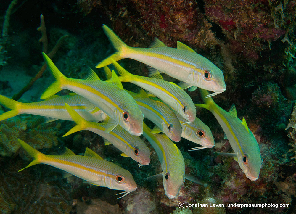 Caribbean Creature Feature: Yellow Goatfish