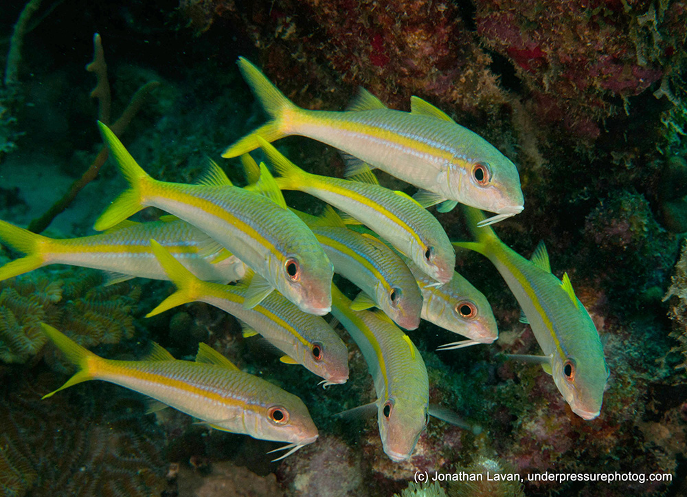 Caribbean Creature Feature: Yellow Goatfish | In Focus Underwater ...