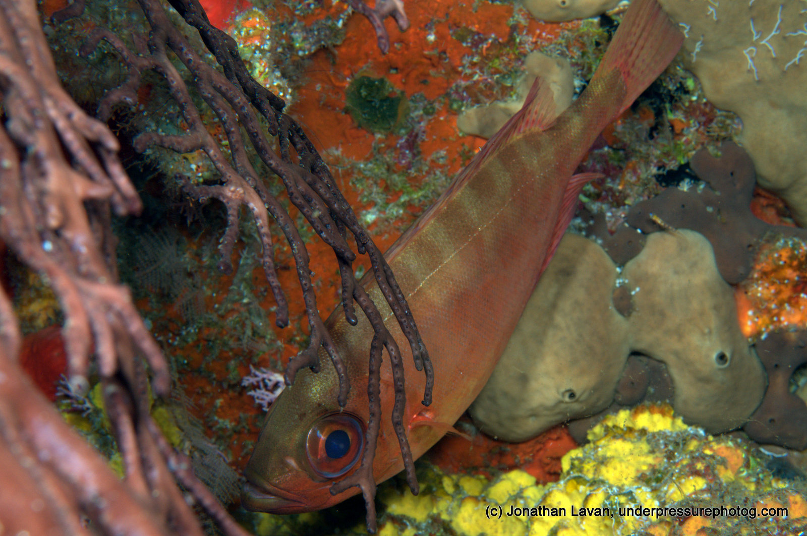 Caribbean Creature Feature: The Glasseye Snapper