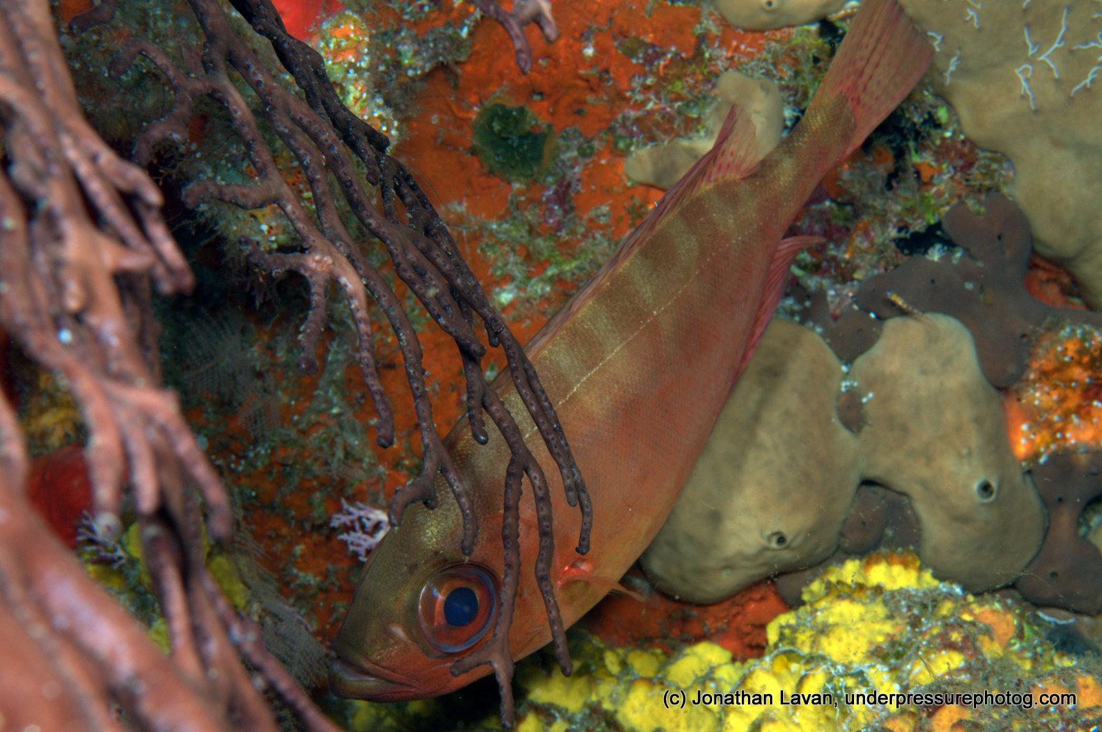 Bigeye Snapper- Facts and Photographs