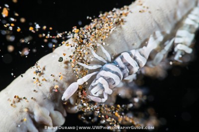 Whip Coral Shrimp by Brent Durand