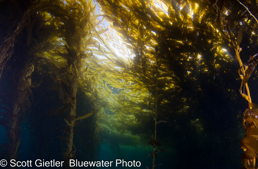 Anacapa trip photos and videos