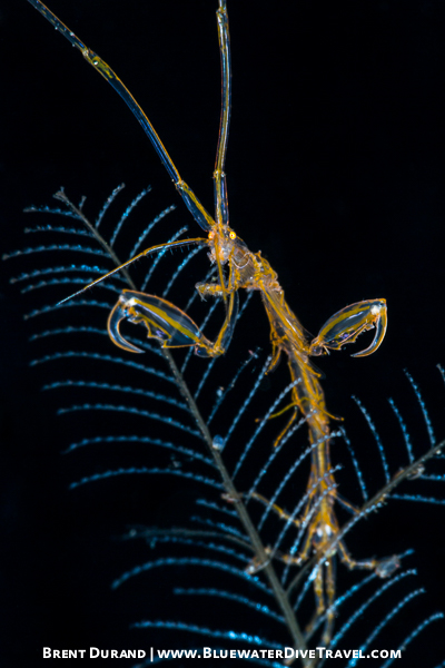 Macro clinic: Skeleton Shrimp