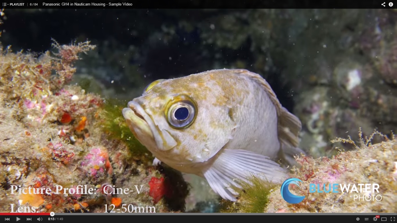 Nauticam GH4 underwater video footage & settings