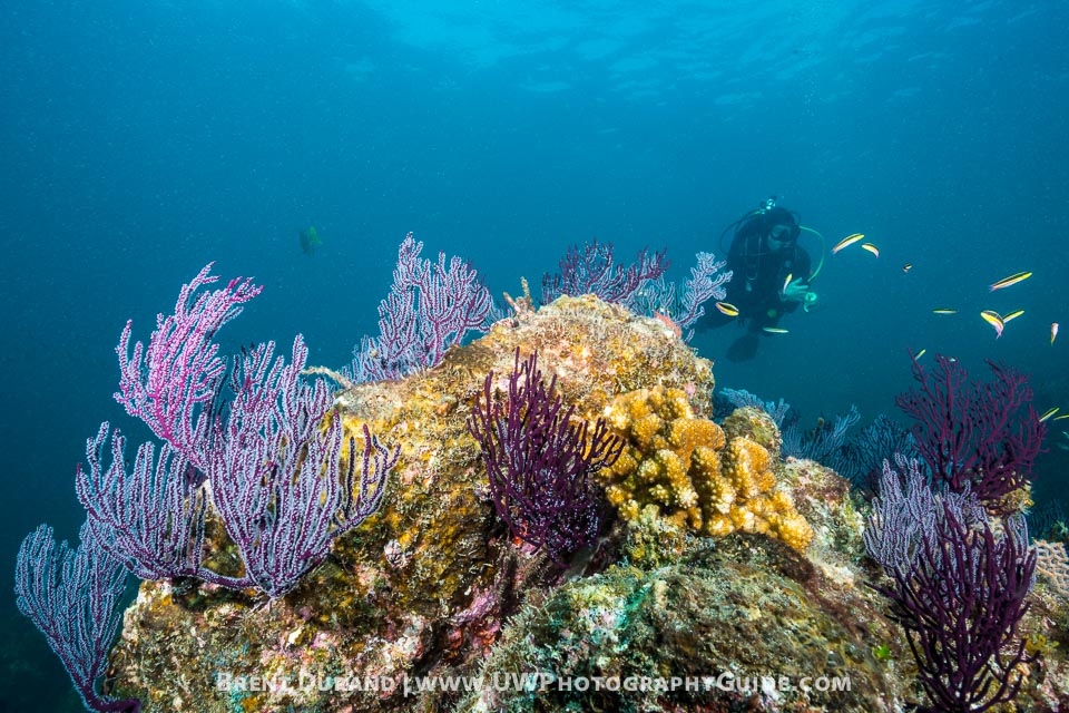 Video:  Weekend Dive Getaway in Cabo