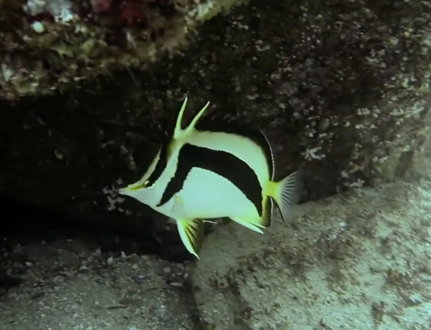 Rare Scythe Butterflyfish video with the Canon G7X