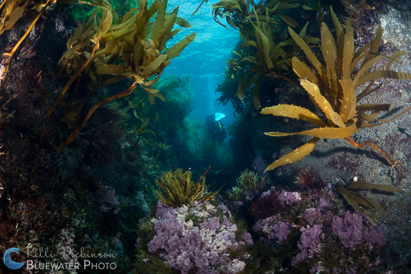 Aquatica A7R II Housing Photos