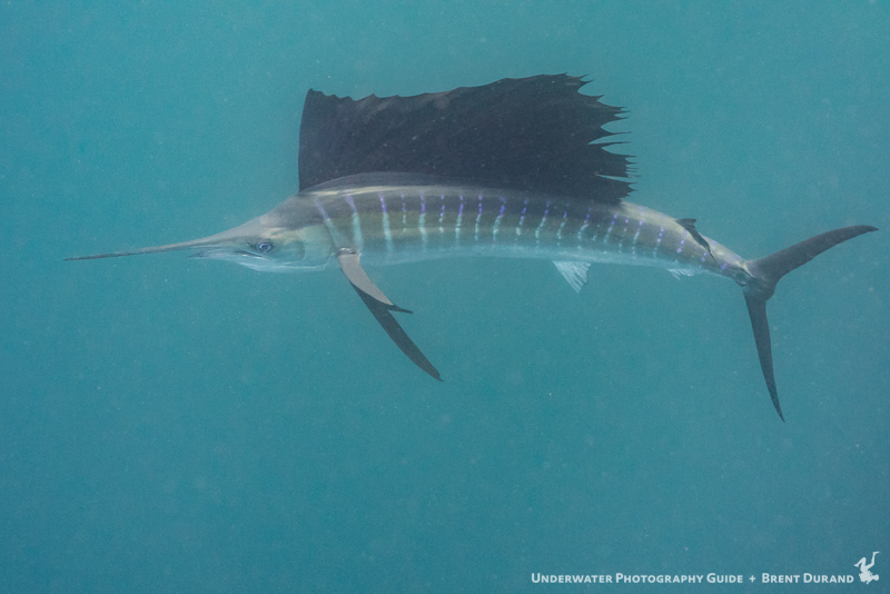 durand-sailfish-isla-mujeres-3