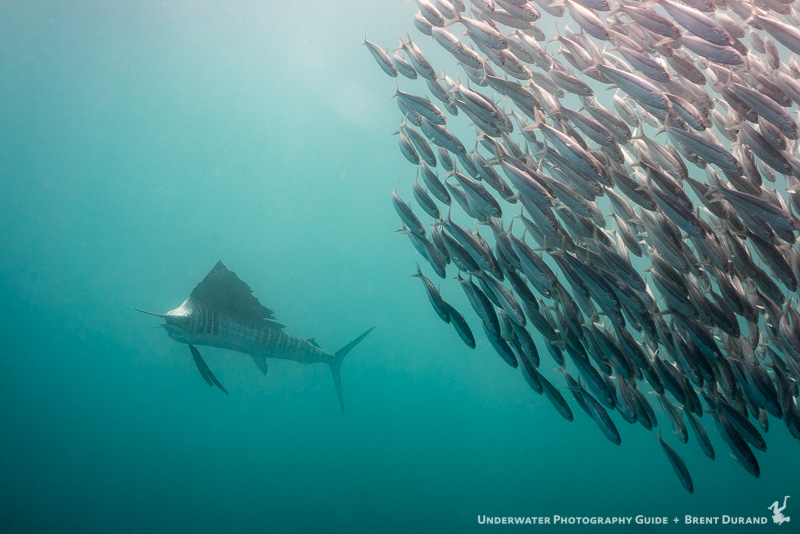 Sailfish with the Sony a7R II