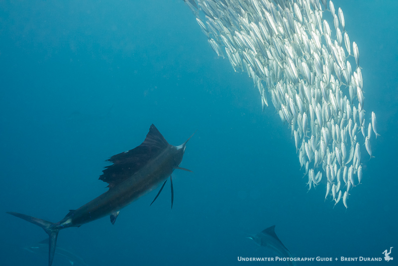 durand-sailfish-isla-mujeres-4