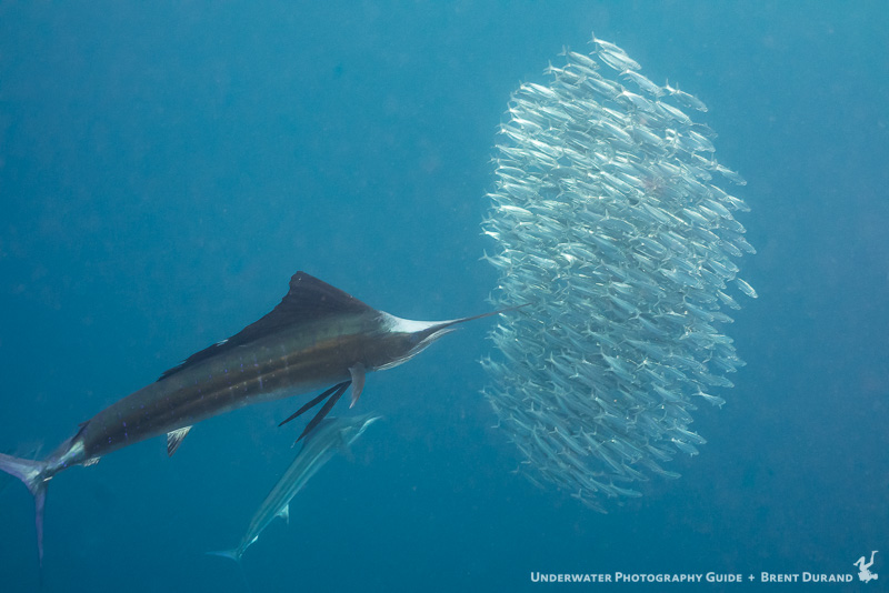 durand-sailfish-isla-mujeres