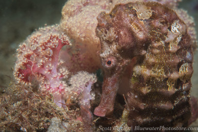 Anilao giant seahorse underwater photography
