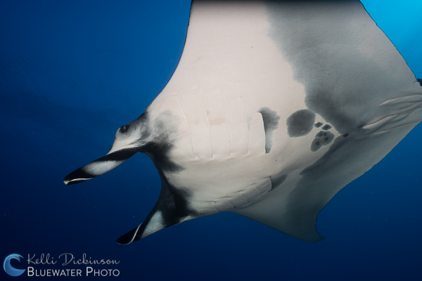 Diving Socorro with the Sony A7R II