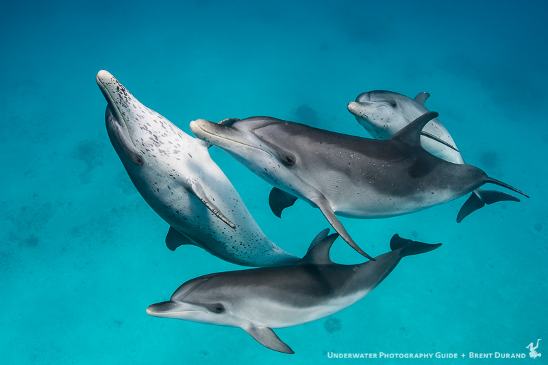 Canon 7D Mk II and Wild Dolphins