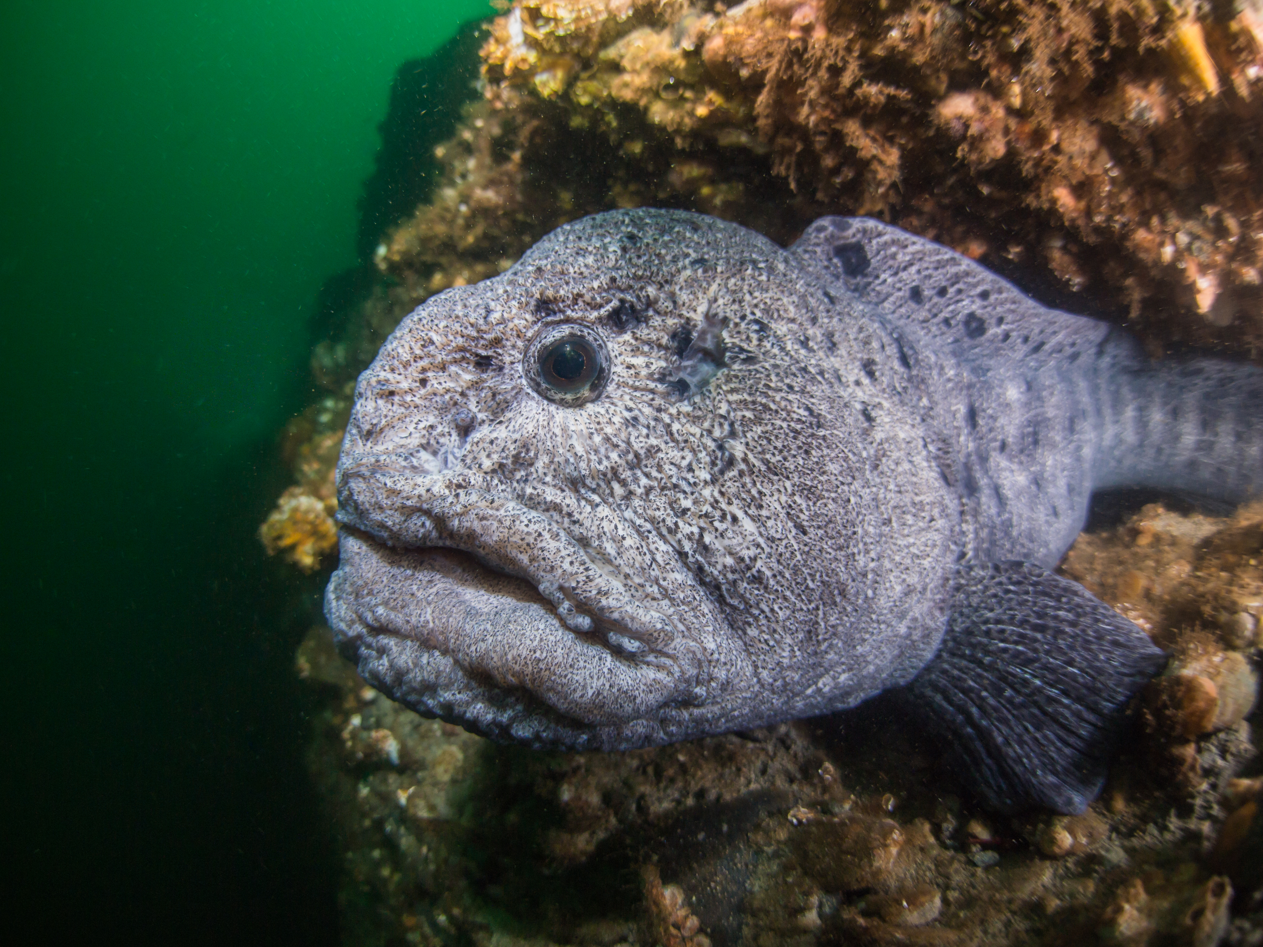 In Search of the World’s Ugliest Fish