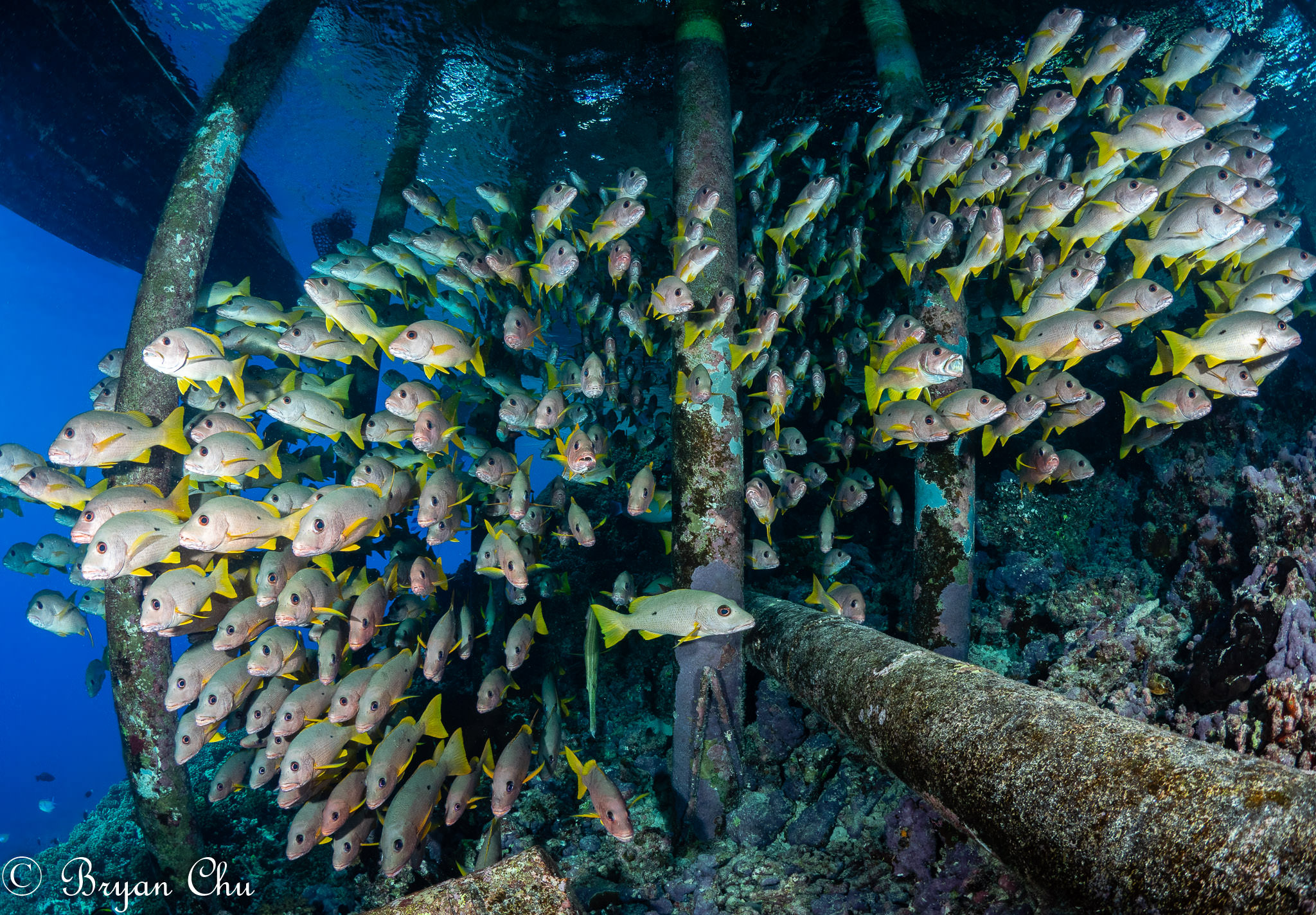 fisheye lens underwater