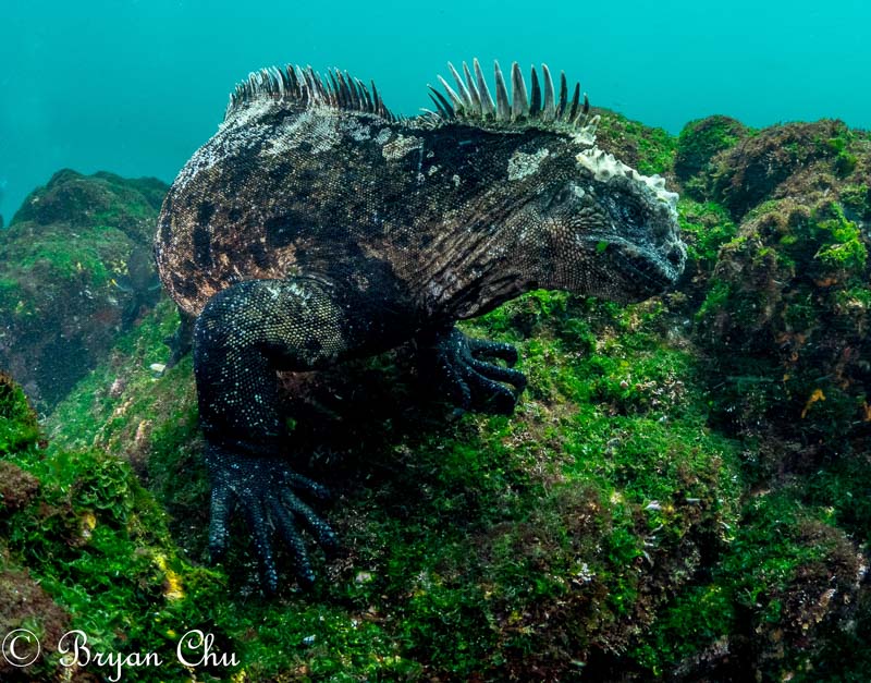 underwater camera dome port