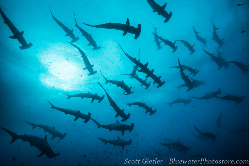 My favorite dive series – Hammerheads at Wolf Island, Galapagos