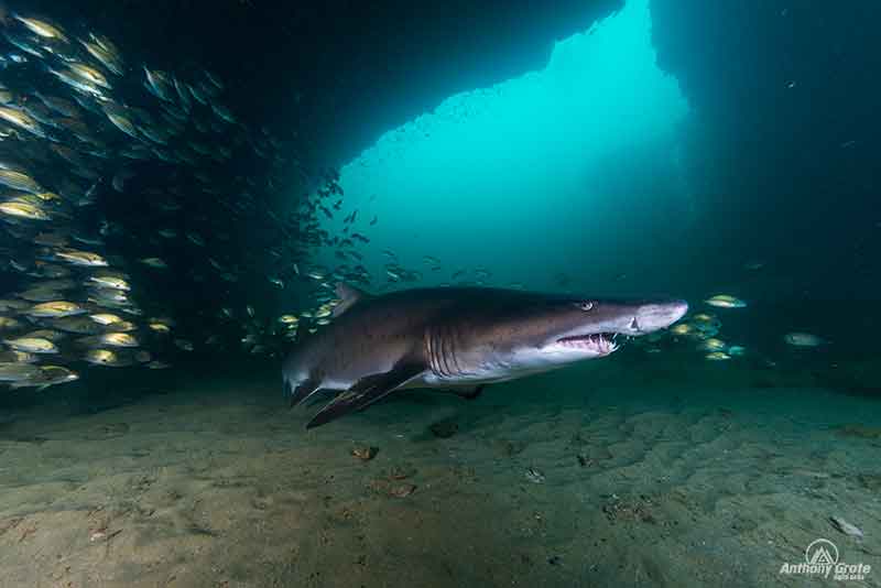 A shark surrounded by fish at the mouth of a cave.