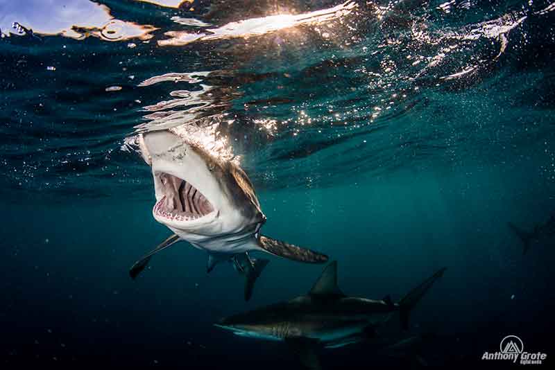 Diving with Sharks on Aliwal Shoal