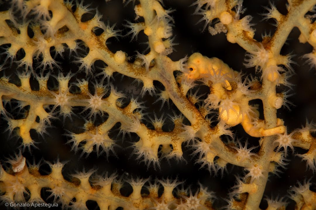 A pygmy seahorse in a coral fan