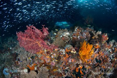 Raja Ampat coral reef