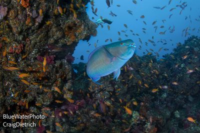 Reef fish in South Africa