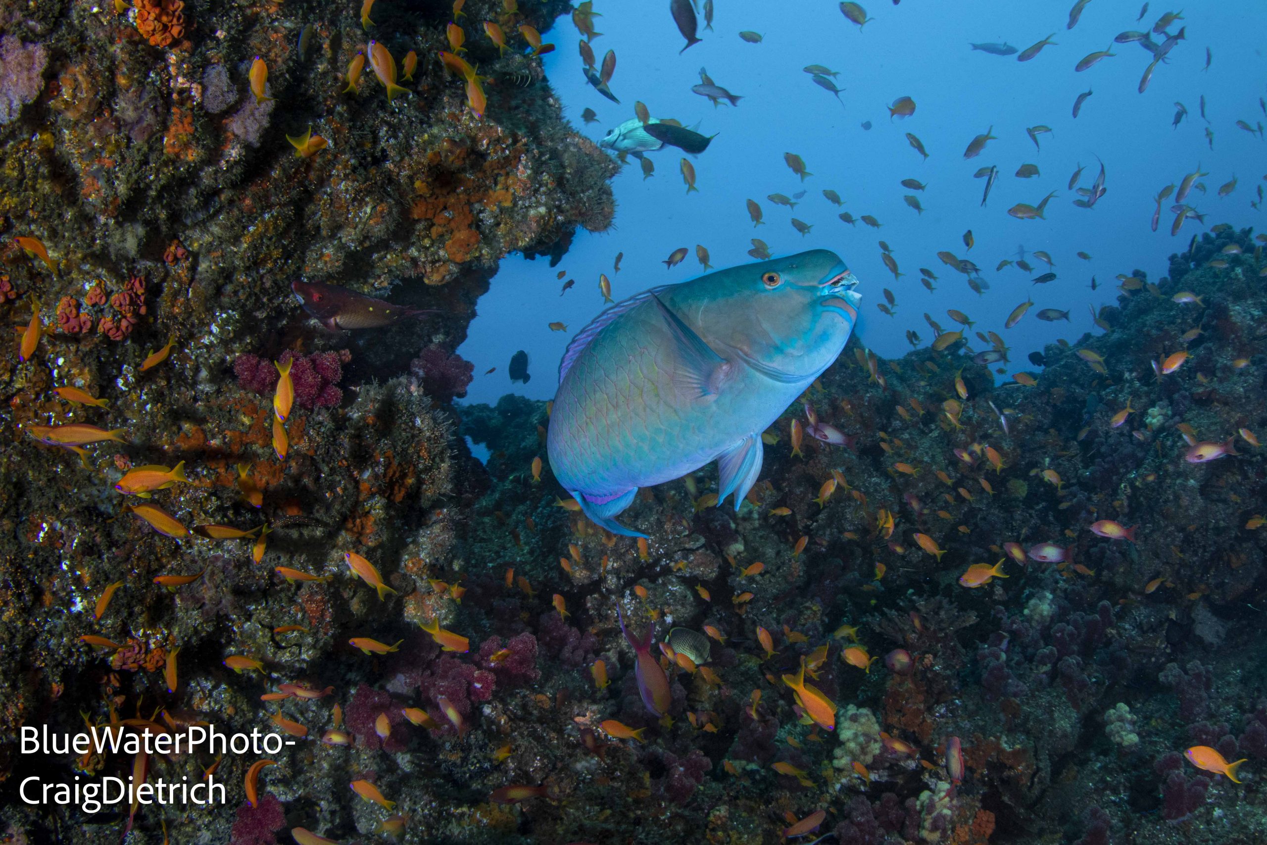 Best Scuba Diving Destinations in Africa