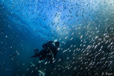 Sunlight illuminates the water's surface as a scuba diver holds an underwater camera while swimming through a school of fish in blue water.