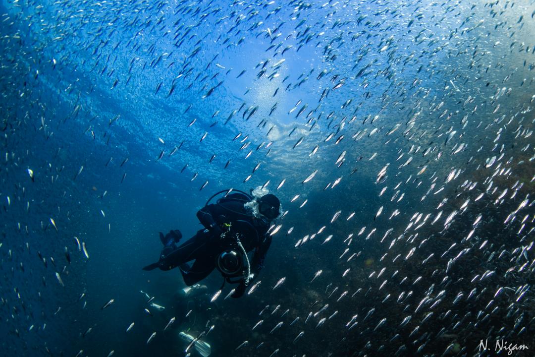Capturing the Magic: Photographing Scuba Divers Underwater