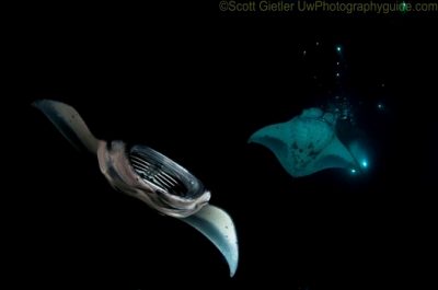 Two manta rays during a night dive