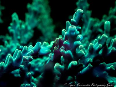 Coral emitting a fluorescent glow