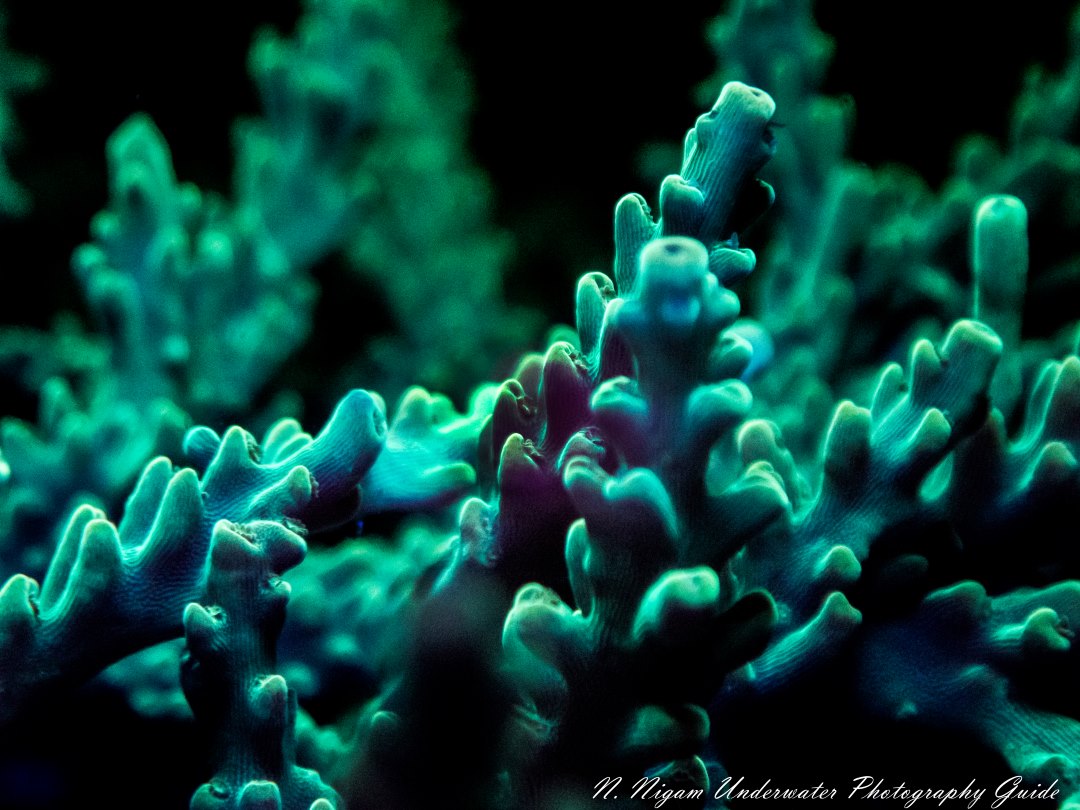 Illuminating Underwater Photography with Fluorescence