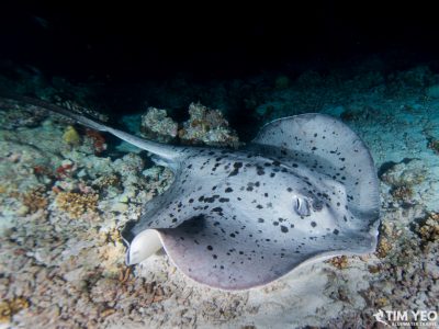 A marble ray near the sea floor in the Maldives