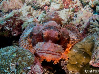 A scorpionfish blends into a coral reef in the Maldives