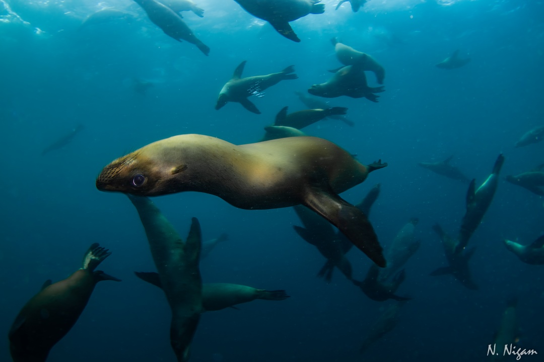 Capture Great Photos in Blue Water - Underwater Photography Guide