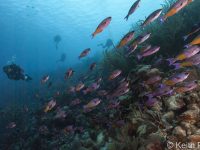 Bonaire: A Hunt for the Elusive Red Frogfish