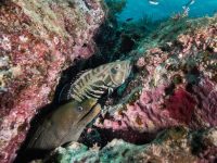 New Olympus M.Zuiko 7-14mm F2.8 PRO Underwater